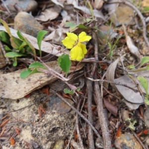 Goodenia hederacea subsp. hederacea at QPRC LGA - 17 Nov 2023 11:28 AM