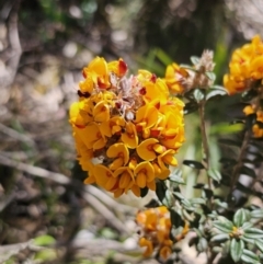 Oxylobium ellipticum (Common Shaggy Pea) at Tidbinbilla Nature Reserve - 18 Nov 2023 by Csteele4