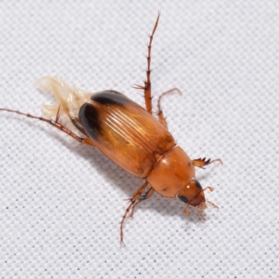 Phyllotocus macleayi (Nectar scarab) at QPRC LGA - 18 Nov 2023 by DianneClarke