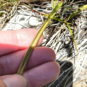 Thelymitra simulata at Namadgi National Park - 18 Nov 2023