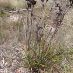 Haemodorum planifolium (Bloodroot) at Bombay, NSW - 17 Nov 2023 by MatthewFrawley