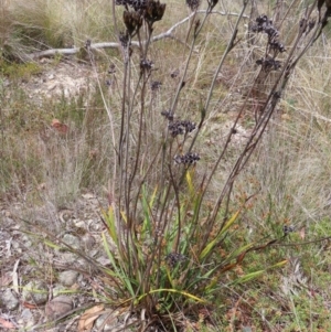 Haemodorum planifolium at QPRC LGA - 17 Nov 2023 11:30 AM