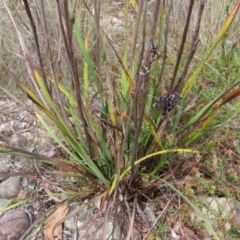 Haemodorum planifolium at QPRC LGA - 17 Nov 2023 11:30 AM