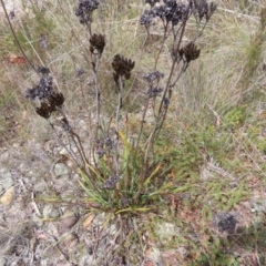 Haemodorum planifolium at QPRC LGA - 17 Nov 2023 11:30 AM