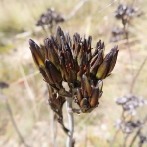 Haemodorum planifolium at QPRC LGA - 17 Nov 2023 11:30 AM