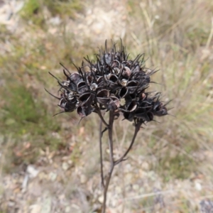 Haemodorum planifolium at QPRC LGA - 17 Nov 2023 11:30 AM