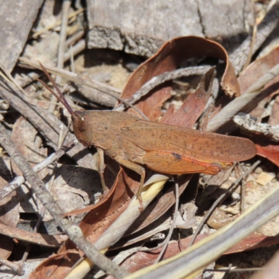 Goniaea australasiae (Gumleaf grasshopper) at QPRC LGA - 17 Nov 2023 by MatthewFrawley