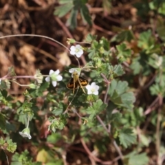 Ocybadistes walkeri (Green Grass-dart) at Lyons, ACT - 14 Nov 2023 by ran452