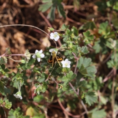 Ocybadistes walkeri (Green Grass-dart) at Lyons, ACT - 14 Nov 2023 by ran452