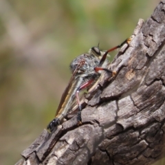 Unidentified Robber fly (Asilidae) at Bombay, NSW - 17 Nov 2023 by MatthewFrawley