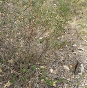 Acacia doratoxylon at Booth, ACT - 12 Nov 2023