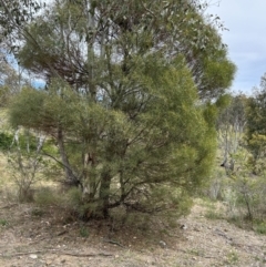 Acacia doratoxylon at Booth, ACT - 12 Nov 2023