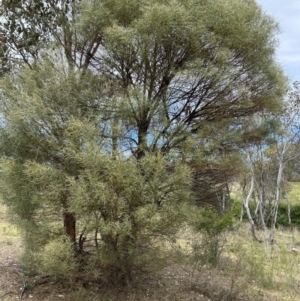 Acacia doratoxylon at Booth, ACT - 12 Nov 2023