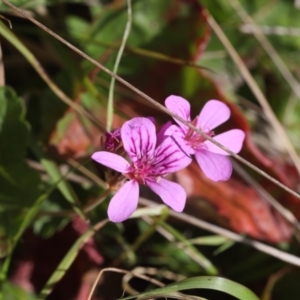 Pelargonium inodorum at Lyons, ACT - 16 Nov 2023 08:59 PM