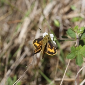 Ocybadistes walkeri at Lyons, ACT - 16 Nov 2023