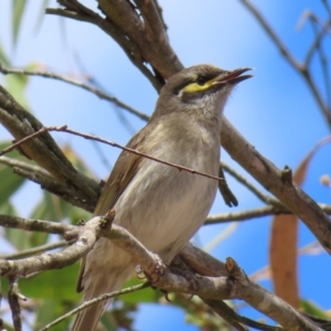 Caligavis chrysops at QPRC LGA - 17 Nov 2023