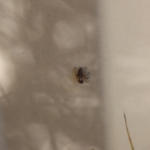 Salticidae (family) at Lyons, ACT - 16 Nov 2023