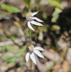 Caladenia moschata (Musky Caps) at Namadgi National Park - 18 Nov 2023 by Csteele4