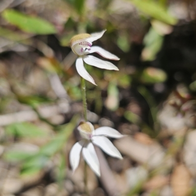 Caladenia moschata (Musky Caps) at Namadgi National Park - 18 Nov 2023 by Csteele4