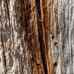 Papyrius sp. (genus) (A Coconut Ant) at Block 402 - 17 Nov 2023 by HelenCross