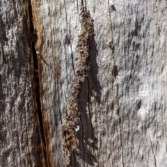 Papyrius sp. (genus) at Bluetts Block (402, 403, 12, 11) - suppressed