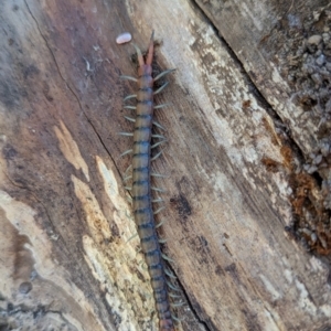 Cormocephalus aurantiipes at Block 402 - 18 Nov 2023