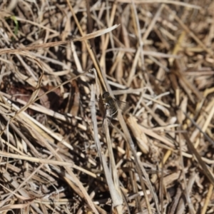 Villa sp. (genus) at Lyons, ACT - 16 Nov 2023