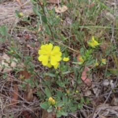 Hibbertia obtusifolia (Grey Guinea-flower) at Bombay, NSW - 17 Nov 2023 by MatthewFrawley