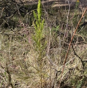 Exocarpos cupressiformis at Oakey Hill - 18 Nov 2023