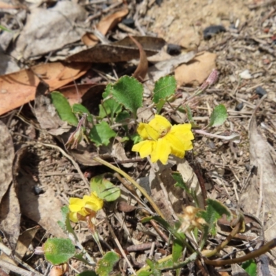 Goodenia hederacea subsp. hederacea (Ivy Goodenia, Forest Goodenia) at Bombay, NSW - 17 Nov 2023 by MatthewFrawley
