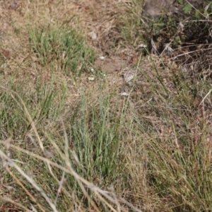 Rhodanthe anthemoides at Lyons, ACT - 16 Nov 2023