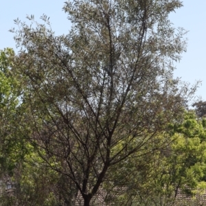 Acacia rubida at Lyons, ACT - 16 Nov 2023 09:53 PM