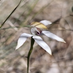 Caladenia moschata (Musky Caps) at Namadgi National Park - 18 Nov 2023 by Csteele4