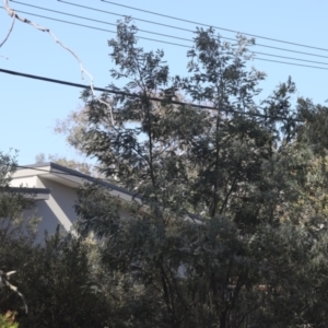 Acacia dealbata at Lyons, ACT - 18 Nov 2023