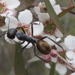 Camponotus suffusus at Bullen Range - 16 Nov 2023