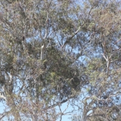 Eucalyptus (genus) (A Gum Tree) at Lyons, ACT - 18 Nov 2023 by ran452