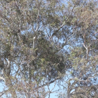 Eucalyptus (genus) (A Gum Tree) at Lyons, ACT - 18 Nov 2023 by ran452