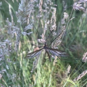 Geranomyia sp. (genus) at Aranda Bushland - 19 Nov 2023