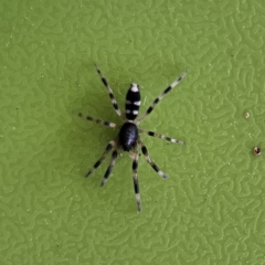 Lampona sp. (genus) (White-tailed spider) at QPRC LGA - 17 Nov 2023 by MatthewFrawley