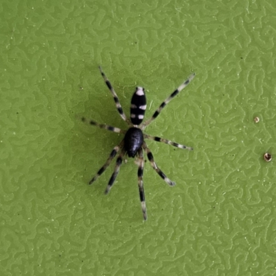 Lampona sp. (genus) (White-tailed spider) at QPRC LGA - 18 Nov 2023 by MatthewFrawley