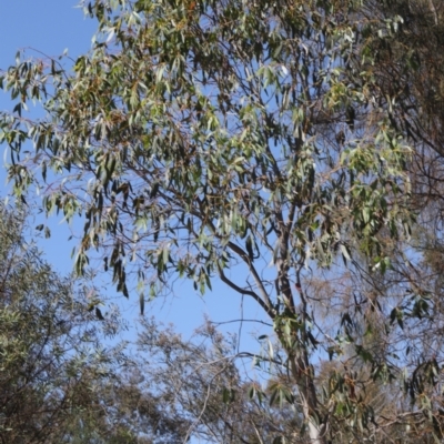 Eucalyptus sp. (A Gum Tree) at Lyons, ACT - 18 Nov 2023 by ran452