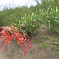 Grevillea juniperina subsp. fortis (Grevillea) at Bullen Range - 16 Nov 2023 by RobParnell