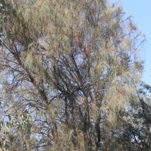 Allocasuarina verticillata at Lyons, ACT - 18 Nov 2023