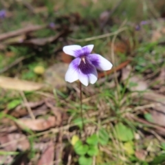 Viola hederacea (Ivy-leaved Violet) at QPRC LGA - 17 Nov 2023 by MatthewFrawley