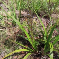 Dianella tasmanica (Tasman Flax Lily) at Harolds Cross, NSW - 17 Nov 2023 by MatthewFrawley