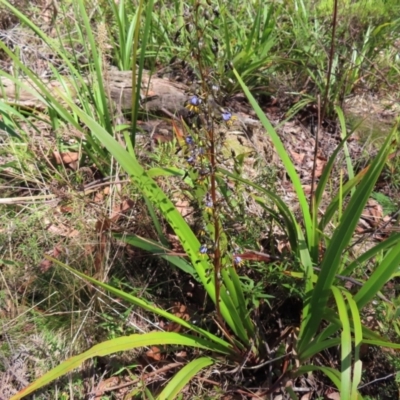 Dianella tasmanica (Tasman Flax Lily) at QPRC LGA - 17 Nov 2023 by MatthewFrawley