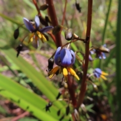 Dianella tasmanica at QPRC LGA - 18 Nov 2023