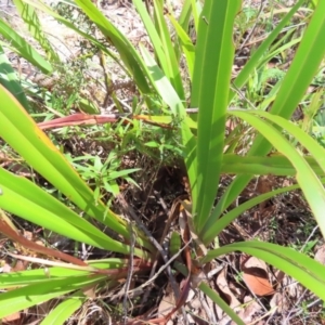 Dianella tasmanica at QPRC LGA - 18 Nov 2023