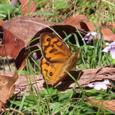 Heteronympha merope (Common Brown Butterfly) at Harolds Cross, NSW - 17 Nov 2023 by MatthewFrawley