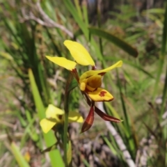 Diuris sulphurea (Tiger Orchid) at QPRC LGA - 18 Nov 2023 by MatthewFrawley